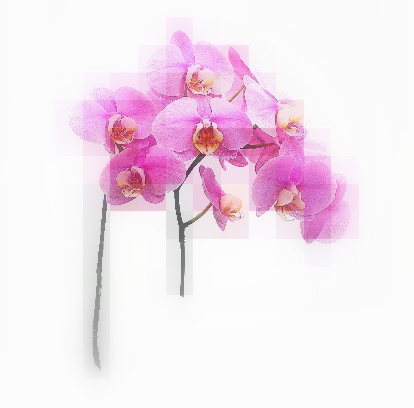 virágzó orchidea phalaenopsis kétszáras marczika bonsai studio bonsai orchidea tillandsia kétszáras phalaenopsis a marczika bonsai studiobol